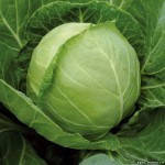 Насіння капусти Б/К ЛЕГАТ F1, (2500 сем.), Clause, Франція