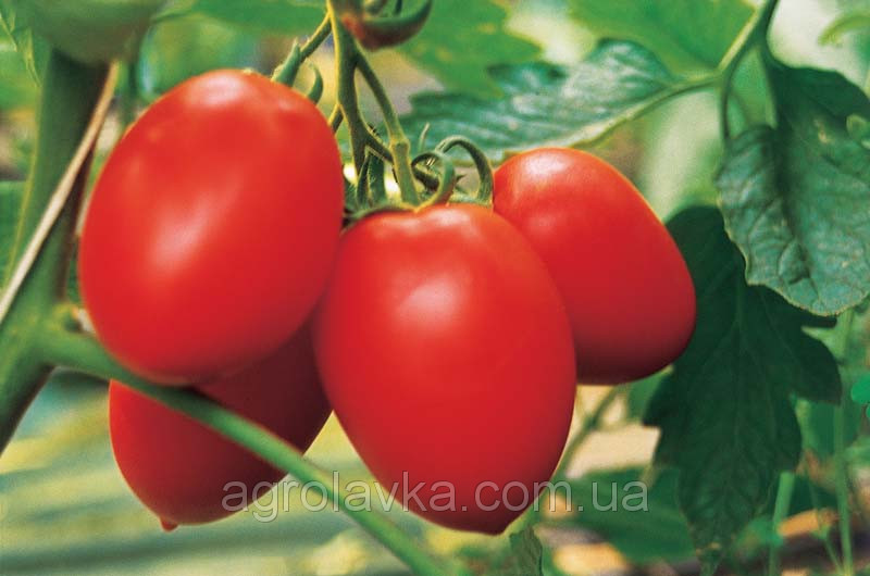 Насіння томату індетермінантного КОЛІБРІ F1, (250 сем.), Clause, Франція