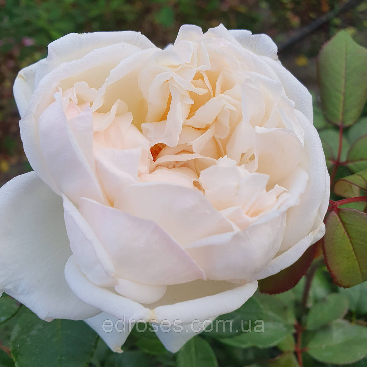 Маріанджела Мелато (Mariangela Melato, Baie des Anges), фото 1