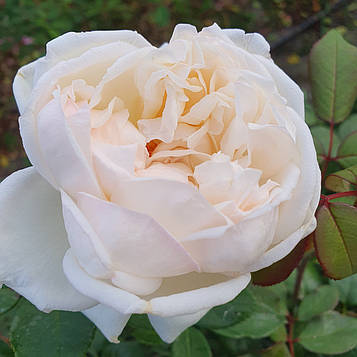 Маріанджела Мелато (Mariangela Melato, Baie des Anges)