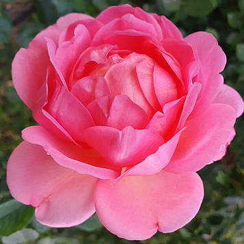 Пінк Леді оф Шалотт (Pink Lady of Shalott )