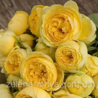 Троянда флорибунда "Каталіна", фото 1