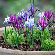 Ірідодіктіум (ірис сітчастий) суміш 10 цибулин