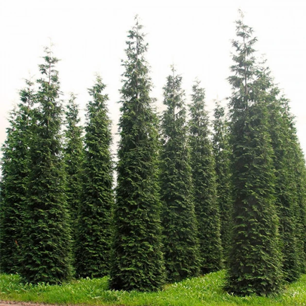 Саджанці Туї складчастої Ексцелса (Thuja plicata Excelsa)