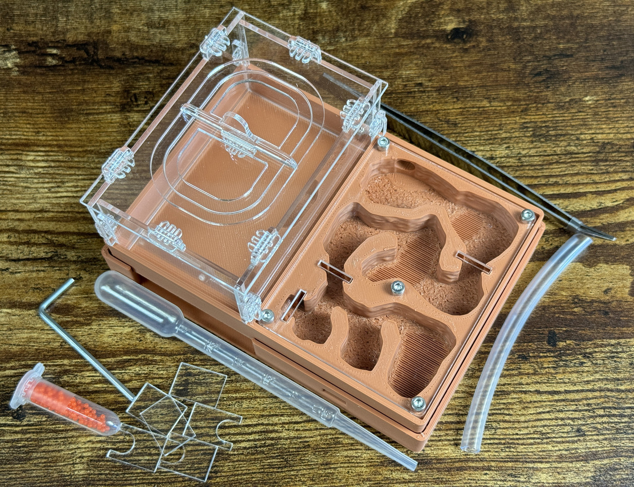 Повний комплект: мурашина ферма "Мрія новачка" + мурахи messor structor (жнець) , корм та аксесуари. Бежевий, Матка + 20-35 робочих та солдатів . Молода колонія, фото 1