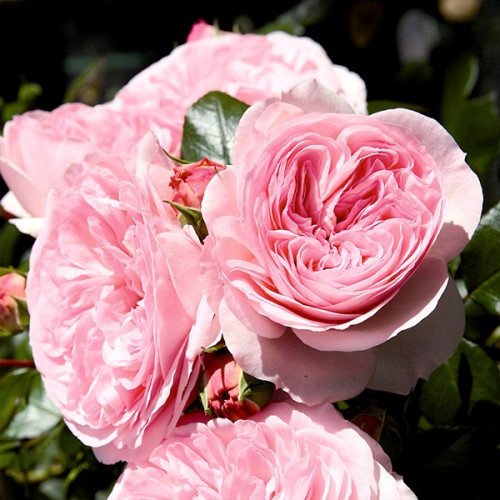 Троянда флорибунда Марія Тереза ​​(тубус), фото 1