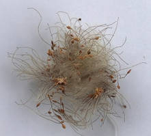 Клематис Тангутський. Насіння. Ціна за порцію як на фото.