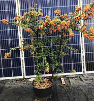 Піраканта Оранж глов. 12 л.