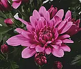 Хризантема Dynamic Pink Dark (Динамічний Рожевий Темний) саджен, фото 2