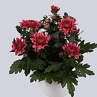 Хризантема  Da Vinci Cherry Red (Да Вінчі Вишнево-червоний) розсада
