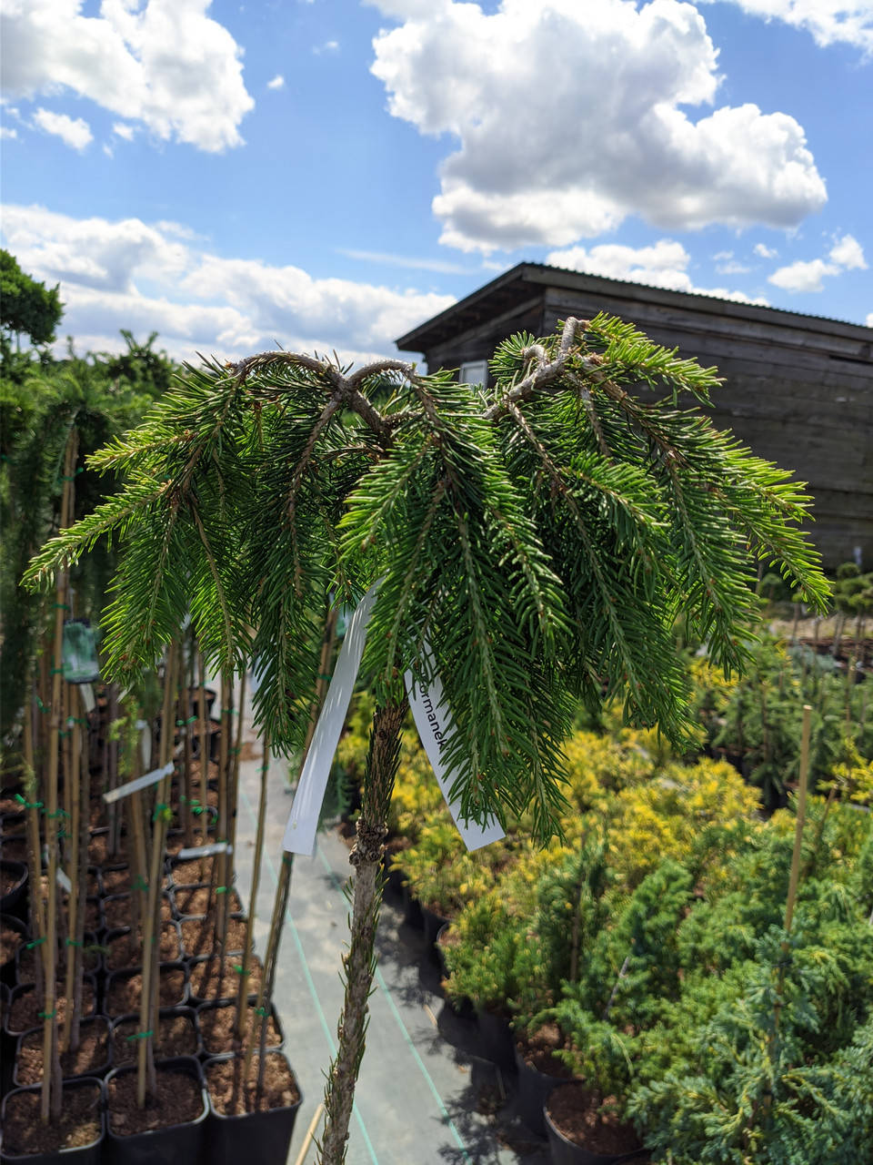 

Picea abies Formanek Pa