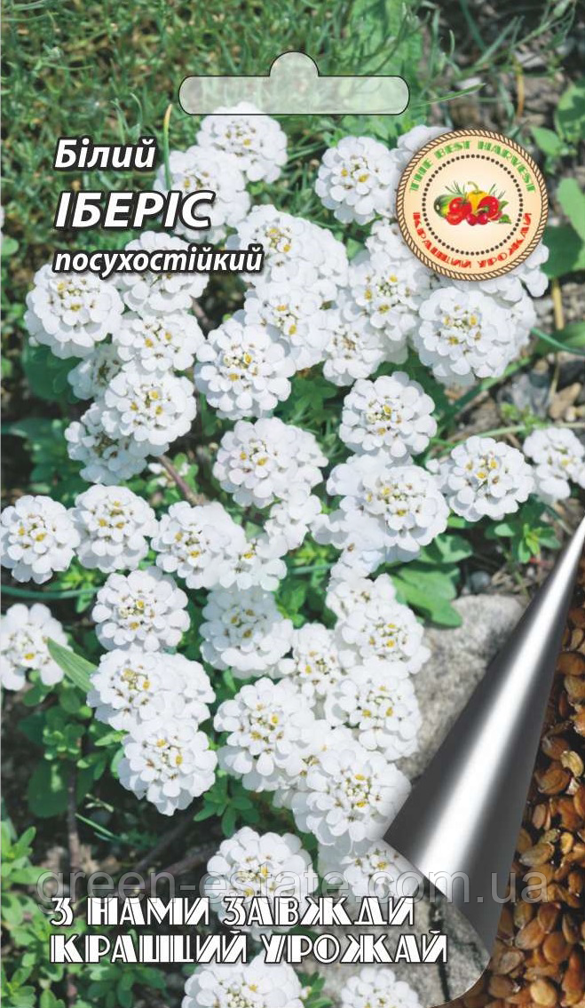 Іберіс білий
