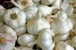 Часник посадковий Прометей, перша репродукція, фракція 4+, ціна за 1 кг, 2024