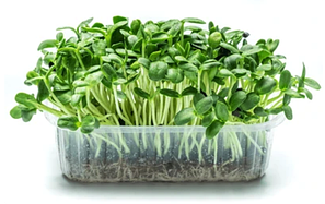 Насіння мікрозелені