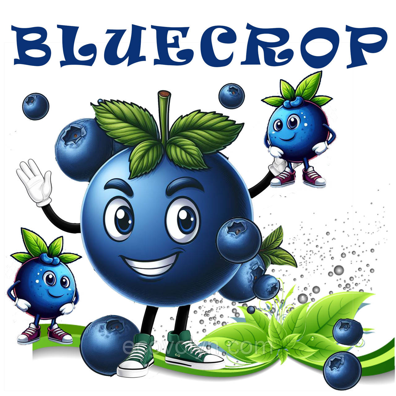 Саджанець лохини БЛУКРОП Blue Crop 3 РІЧНИЙ