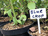 Саджанець лохини БЛУКРОП Blue Crop 3 РІЧНИЙ, фото 6
