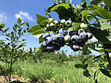 Саджанець лохини БЛУКРОП Blue Crop 3 РІЧНИЙ, фото 8