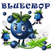 Саджанець лохини БЛУКРОП (BlueCrop) 2 річні