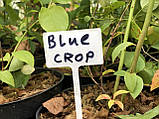 Саджанець лохини БЛУКРОП (BlueCrop) 2 річні, фото 6