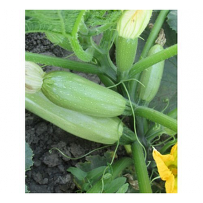 Насіння кабачка Немо F1 (Lark Seeds), 2500 — мультивірусостійке, 45-48 дня, фото 2