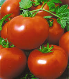 Насіння помідора Півфаст F1 1000 шт. насіння детермінантне