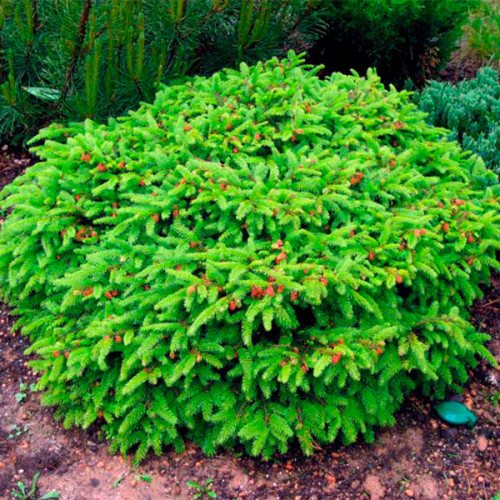 Ялина звичайна "Nidiformis" С2 садові багаторічні хвойні рослини, фото 1