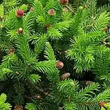 Ялина звичайна "Nidiformis" С2 садові багаторічні хвойні рослини, фото 2