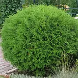 Туя західна "Globosa", фото 2