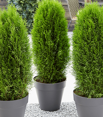 Туя західна "Green Egg" С 2 0,4-0,5 М, фото 1