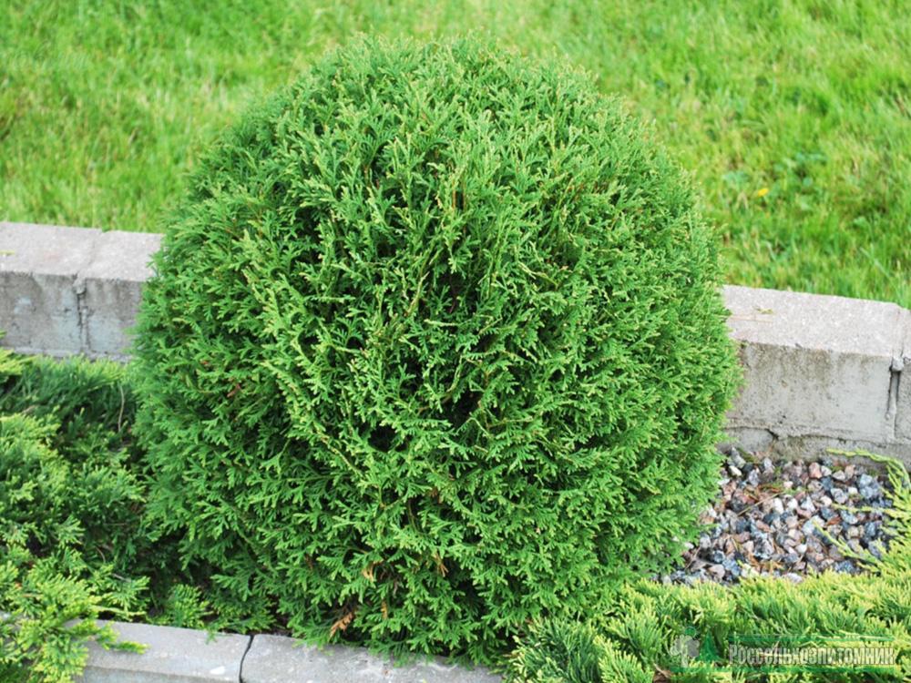 Туя західна "Tiny Tim", фото 1