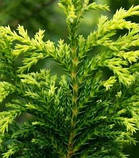 Кипарисовик Лавсона "Ellwoodii Empire" С2, фото 2