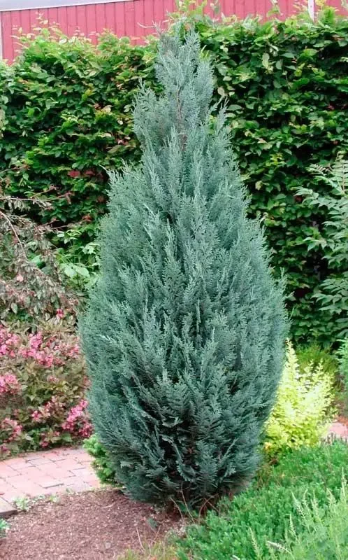 Кипарисовик Лавсона "Ellwoodii" С2, фото 1