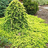 Ялівець горизонтальний "Golden Carpet" С2 (0,2-0,3), фото 2