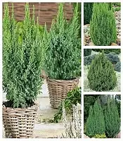 Ялівець лускатий "Loderii"С2 (0,4-0,5)