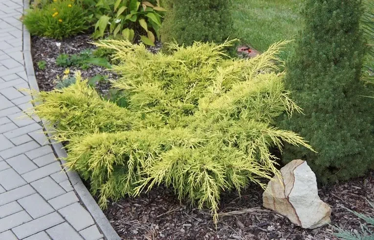 Ялівець середній "Old Gold" С2 (0,3-0,4), фото 1