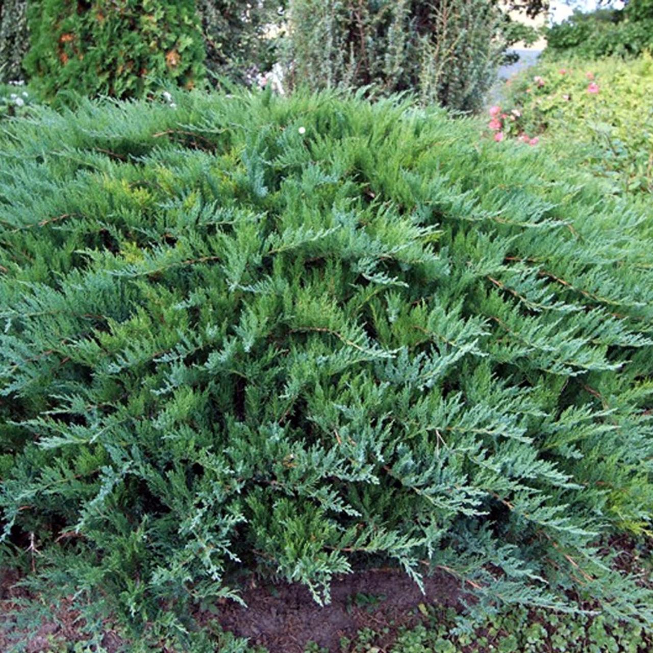 Ялівець козацький "Tamariscifolia"С2 (0,4-0,5), фото 1