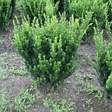 Тис середній "Hillii", фото 2