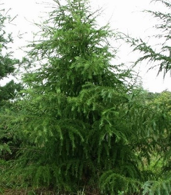 Модрина японська С2, фото 1