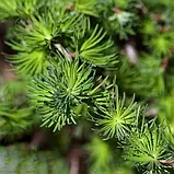 Модрина японська С2, фото 2