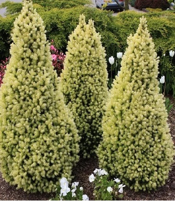 Ялина сиза "Daisy's White" С2 0,3-0,4 садові хвойні рослини, фото 1