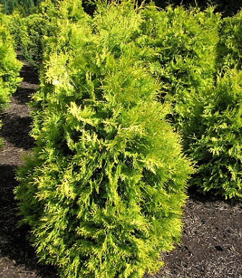 Туя західна "Europe Gold" С2, фото 1