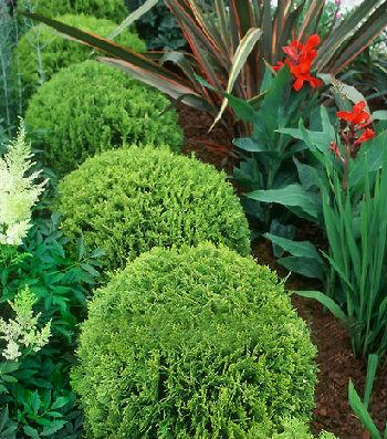 Туя західна "Tiny Tim"  С2, фото 1