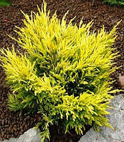 Ялівець горизонтальний "Lime Glow"