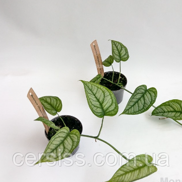 Монстера Сальвадор зелена кімнатна ліана в горщику Monstera Salvador, фото 1