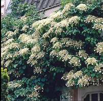 Гортензія плетиста Петіоларіс Hydrangea anomala Petiolaris