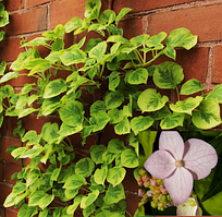Гортензія плетиста черешкова Міранда Hydrangea anomala