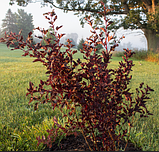 Пухироплідник Саммер вайн саджанці для живої огорожі в горщиках, фото 2