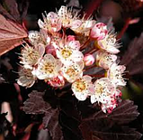 Пухироплідник Саммер вайн саджанці для живої огорожі в горщиках, фото 4