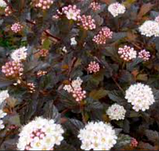 Пухироплідник Саммер вайн саджанці для живої огорожі в горщиках, фото 3