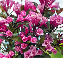 Вейгела квітуча Вікторія Weigela florida Victoria